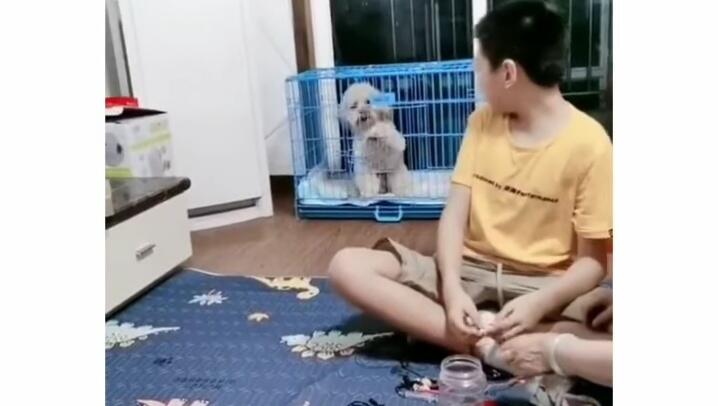 Lucu Menggemaskan, Anjing Ini Berhasil Buat Kagum Ratusan Ribu Netizen+62! Kok Bisa?