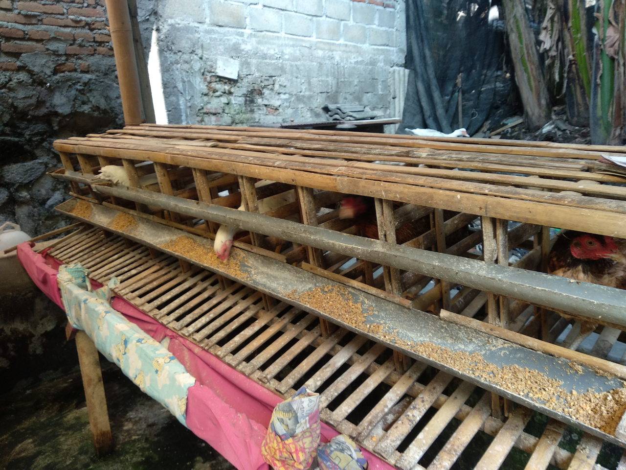 &#91;COC Bisnis&#93; Kiat Memenuhi Permintaan Telur Ayam Kampung Di Masyarakat