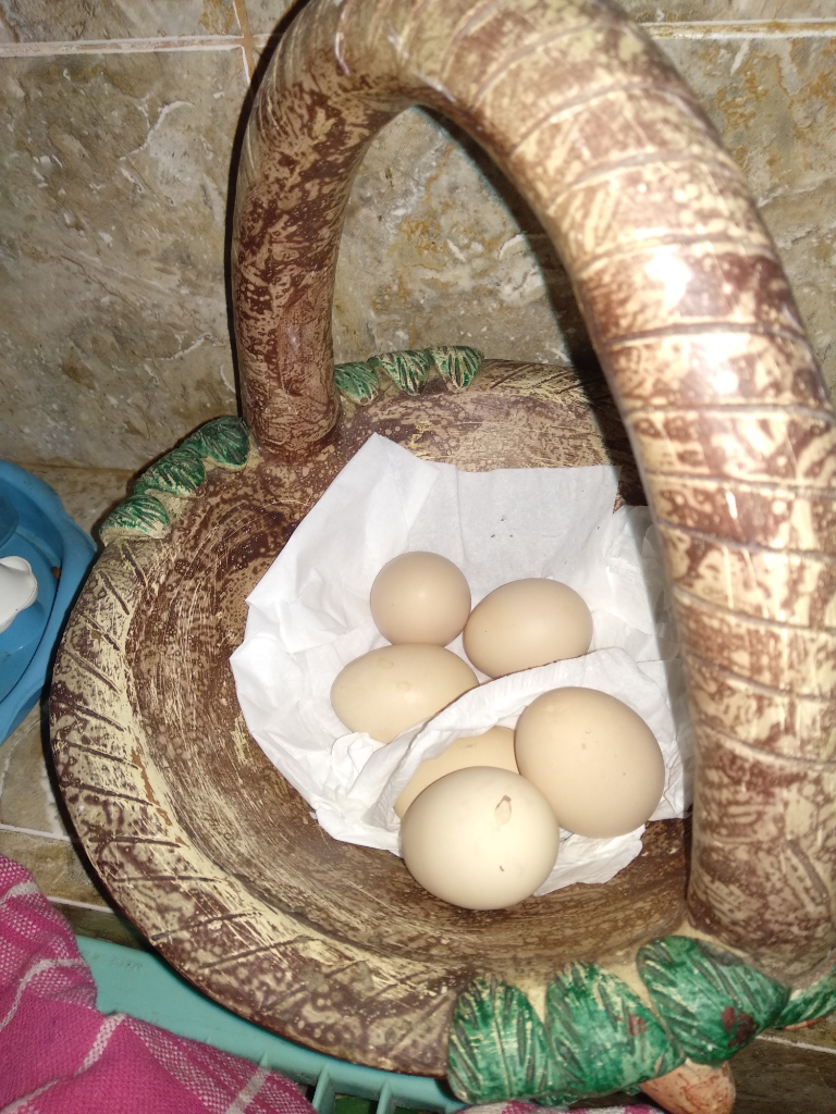 &#91;COC Bisnis&#93; Kiat Memenuhi Permintaan Telur Ayam Kampung Di Masyarakat