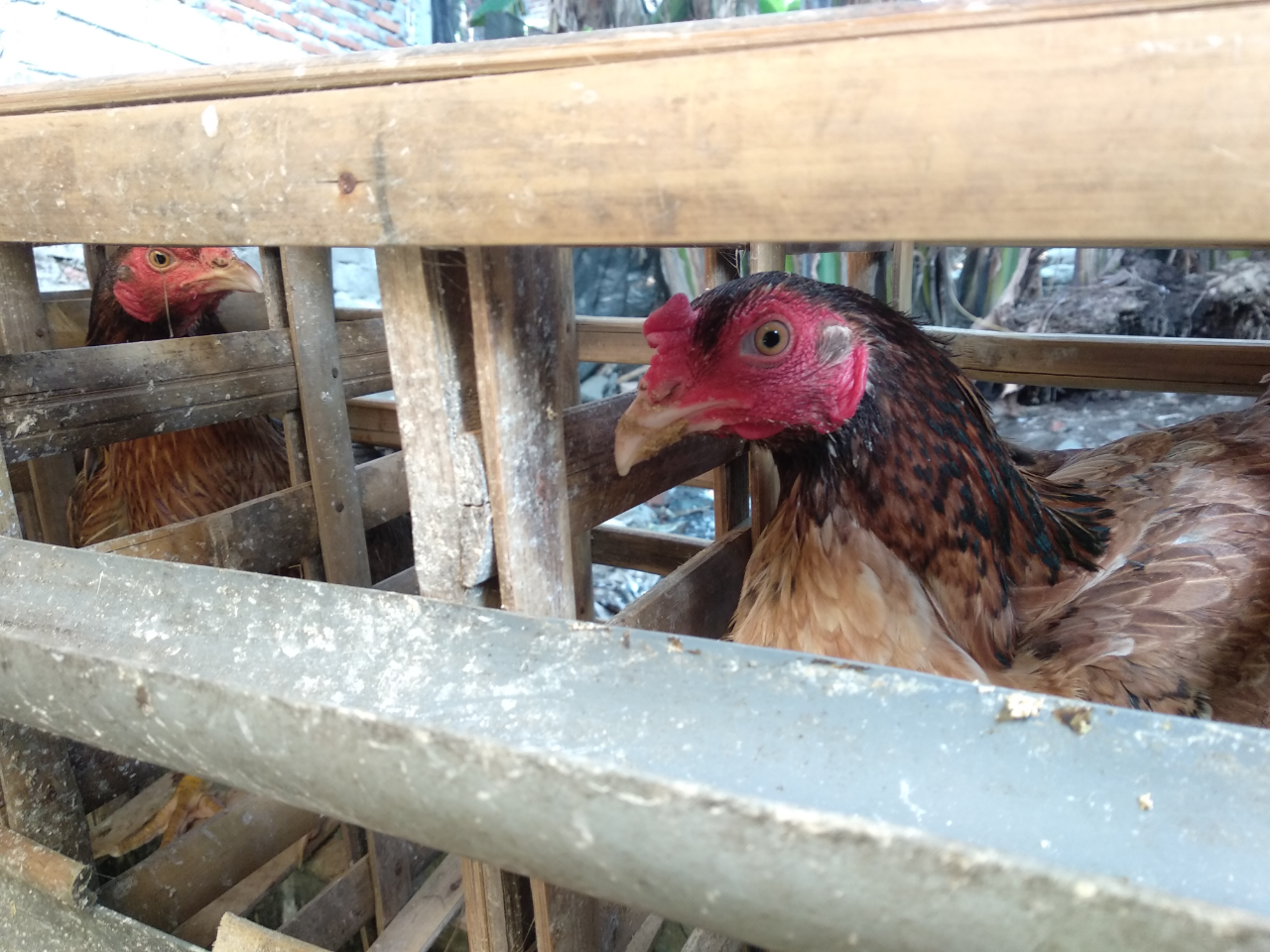 &#91;COC Bisnis&#93; Kiat Memenuhi Permintaan Telur Ayam Kampung Di Masyarakat