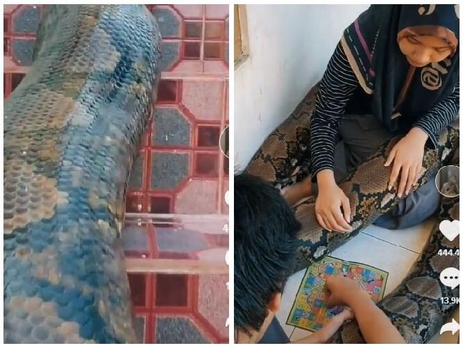 Viral Penampakan Ular Raksasa Peliharaan Anak Kecil, Netizen Auto Merinding!