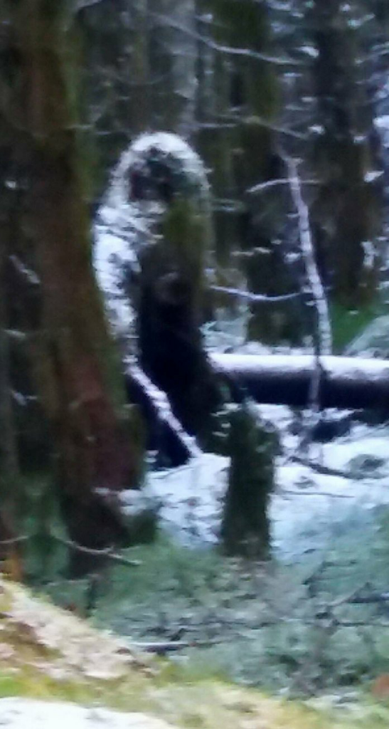 Wow, Google Kini Punya Fitur Deteksi Ufo Dan Bigfoot Disekitarmu, Yuk Cari!