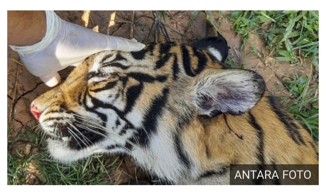 Harimau Sumatera mati di perkebunan masyarakat Aceh akibat 'keracunan'