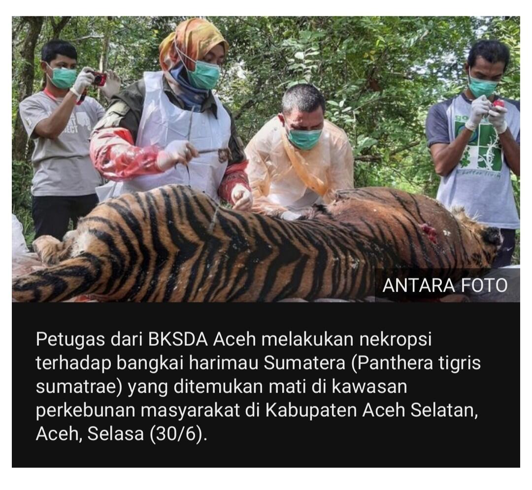 Harimau Sumatera mati di perkebunan masyarakat Aceh akibat 'keracunan'