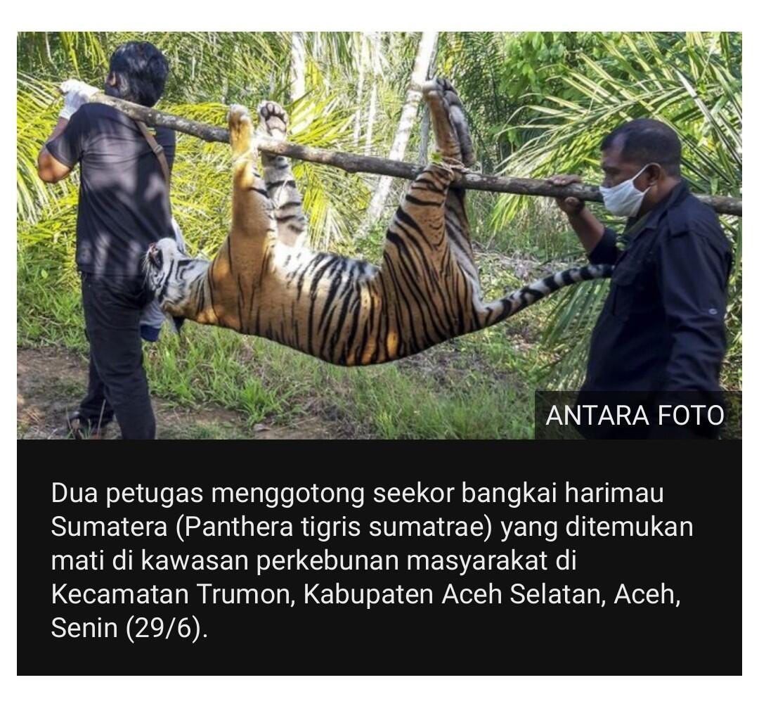 Harimau Sumatera mati di perkebunan masyarakat Aceh akibat 'keracunan'