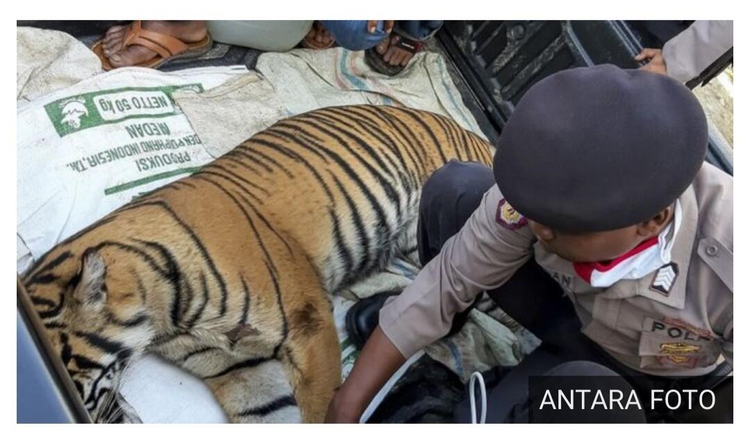 Harimau Sumatera mati di perkebunan masyarakat Aceh akibat 'keracunan'