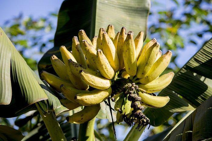 Manfaat Buah Pisang, Salah Satunya Bisa Mencegah Kanker Loh!