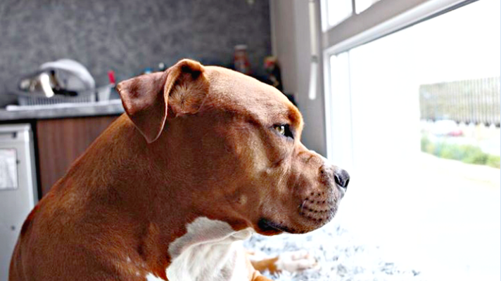 Street dogs continue to be killed in US