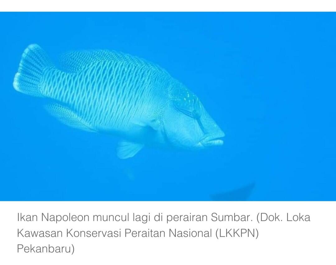 Hilang Sejak 1994, Ikan Napoleon Muncul Lagi di Perairan Sumbar