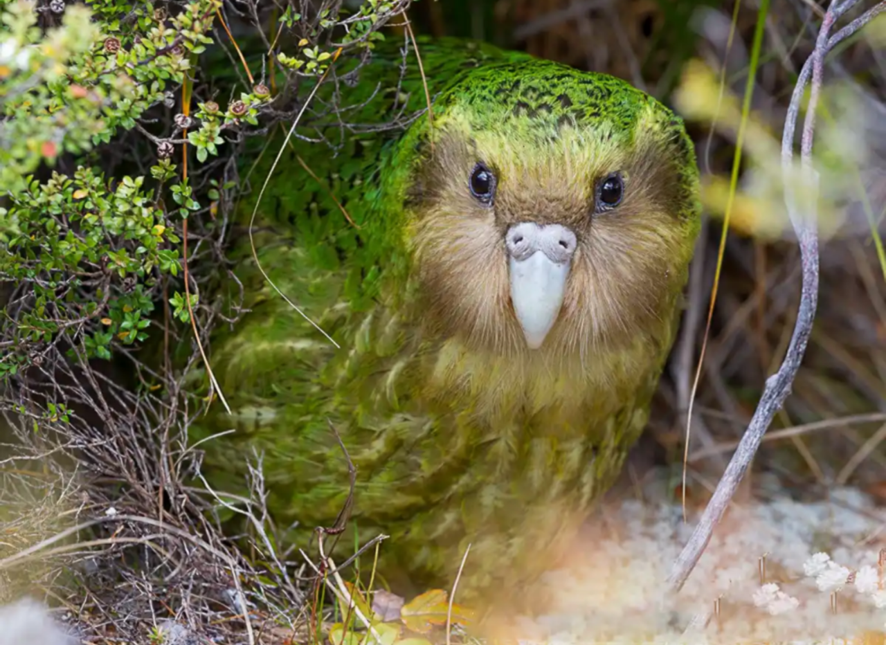 Spesies Burung Ini Terlahir Tidak Untuk Terbang