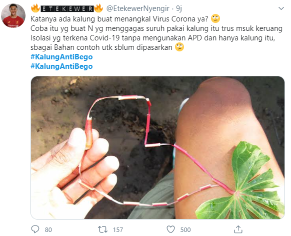 Eucalyptus, Kalung Anti Corona Milik Mentan