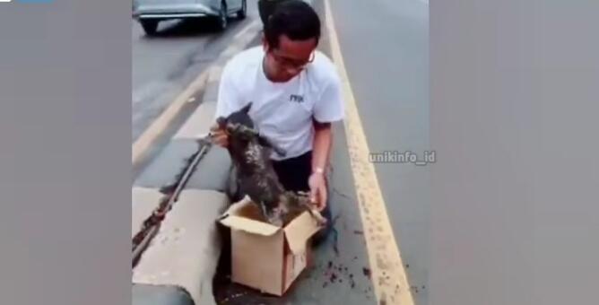 Video Pria Baik Selamatkan Kucing Tertabrak Kendaraan di Jalanan, Bikin Netizen Haru!