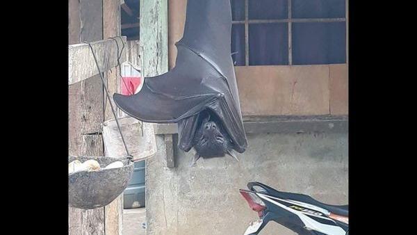 Ngeri, Kelabang Raksasa Merayap pada Dinding Toilet, Warganet : Kelabang Santet
