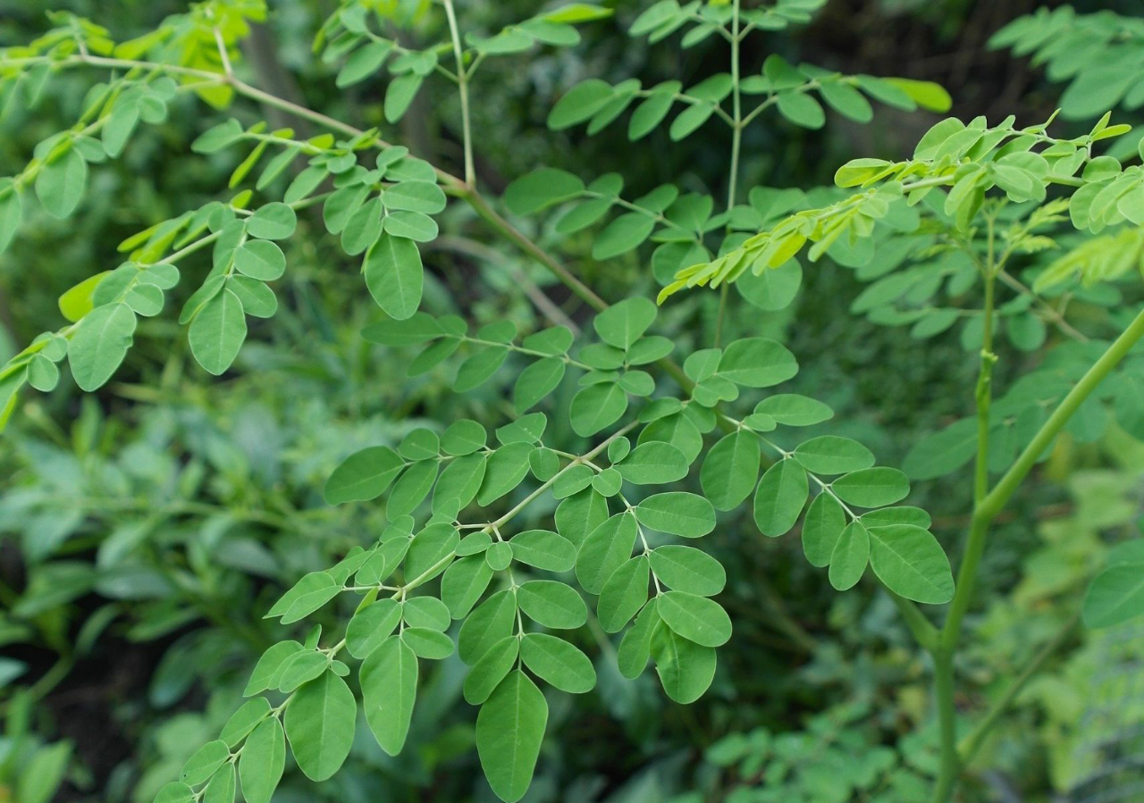 Kalian Tahu? Ini Makanan Khas Lumajang Yang Sederhana Namun Sangat Melegenda
