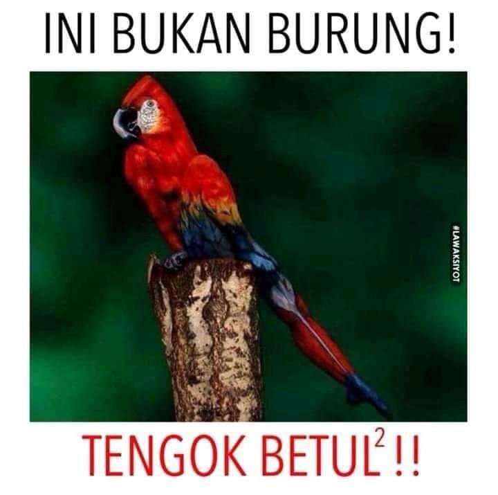 bukan gambar burung, yang teliti lihatnya !