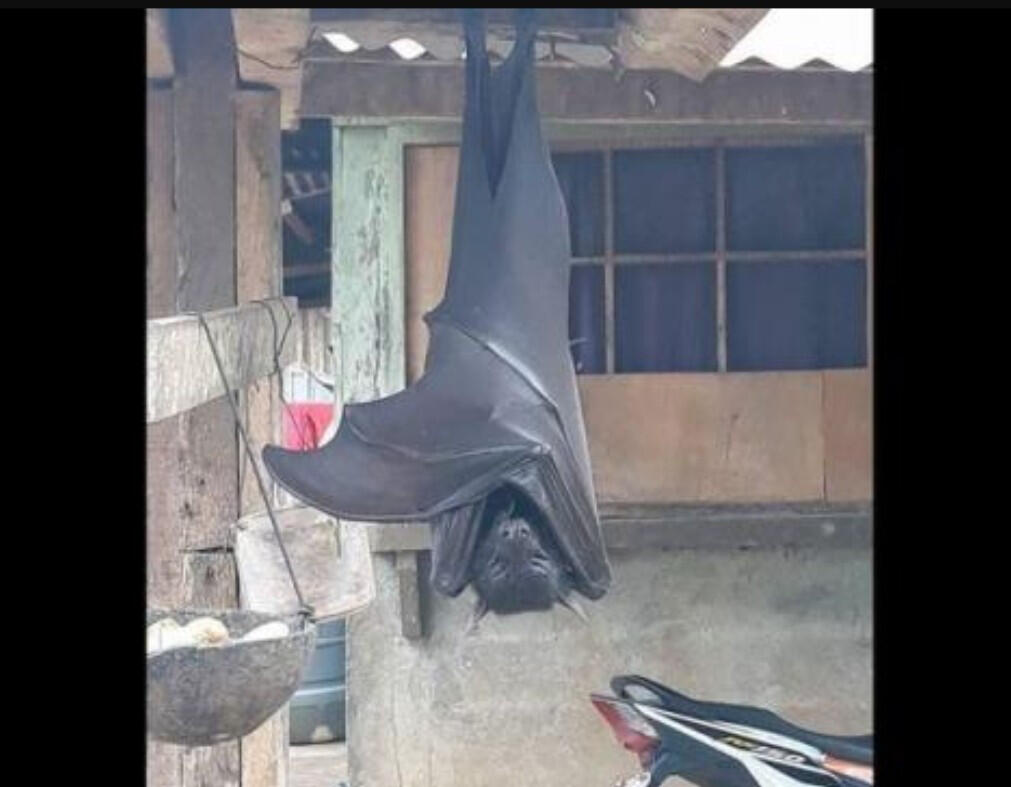 Mengerikan! Viral Foto Kelelawar Seukuran Manusia Bergantung di Rumah Warga
