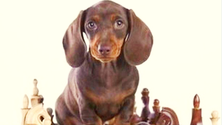 Training ways to dog calming and stop unnecessary barking