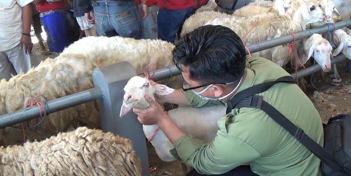 Waspada ! Bukan Covid-19, Penyakit Menular Pada Hewan Ditemukan Di Situbondo