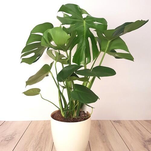 Monstera, Tanaman Estetik yang Bernilai Tinggi