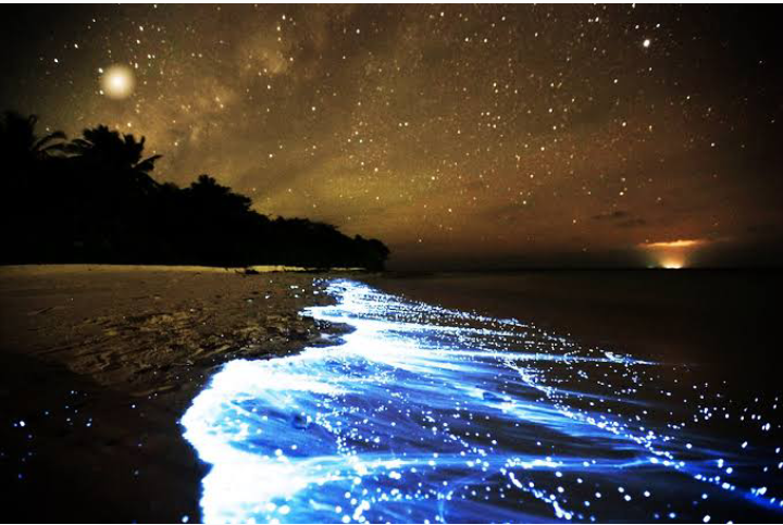 Menikmati Keindahan Sea of Stars, Salah Satu Pantai Menakjubkan di Maldives