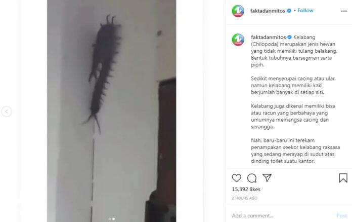 Viral Kelabang Raksasa Merayap di Dinding Toilet Kantor, Merinding Gaes!