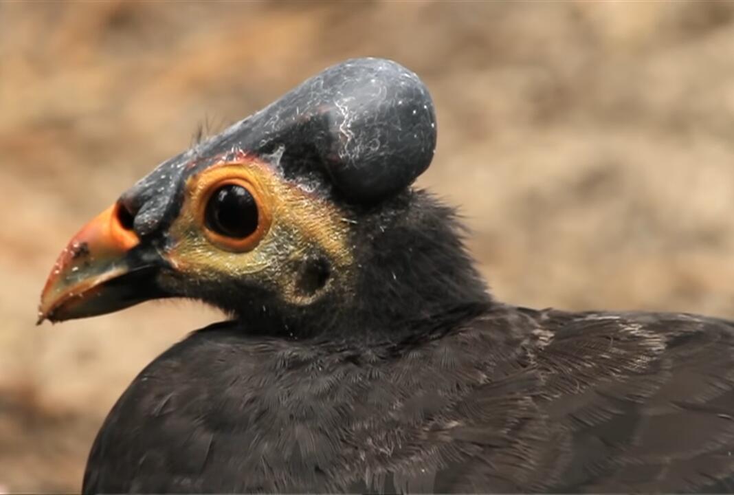 Keunikan Burung Maleo Dijamin Bikin Kalian Takjub