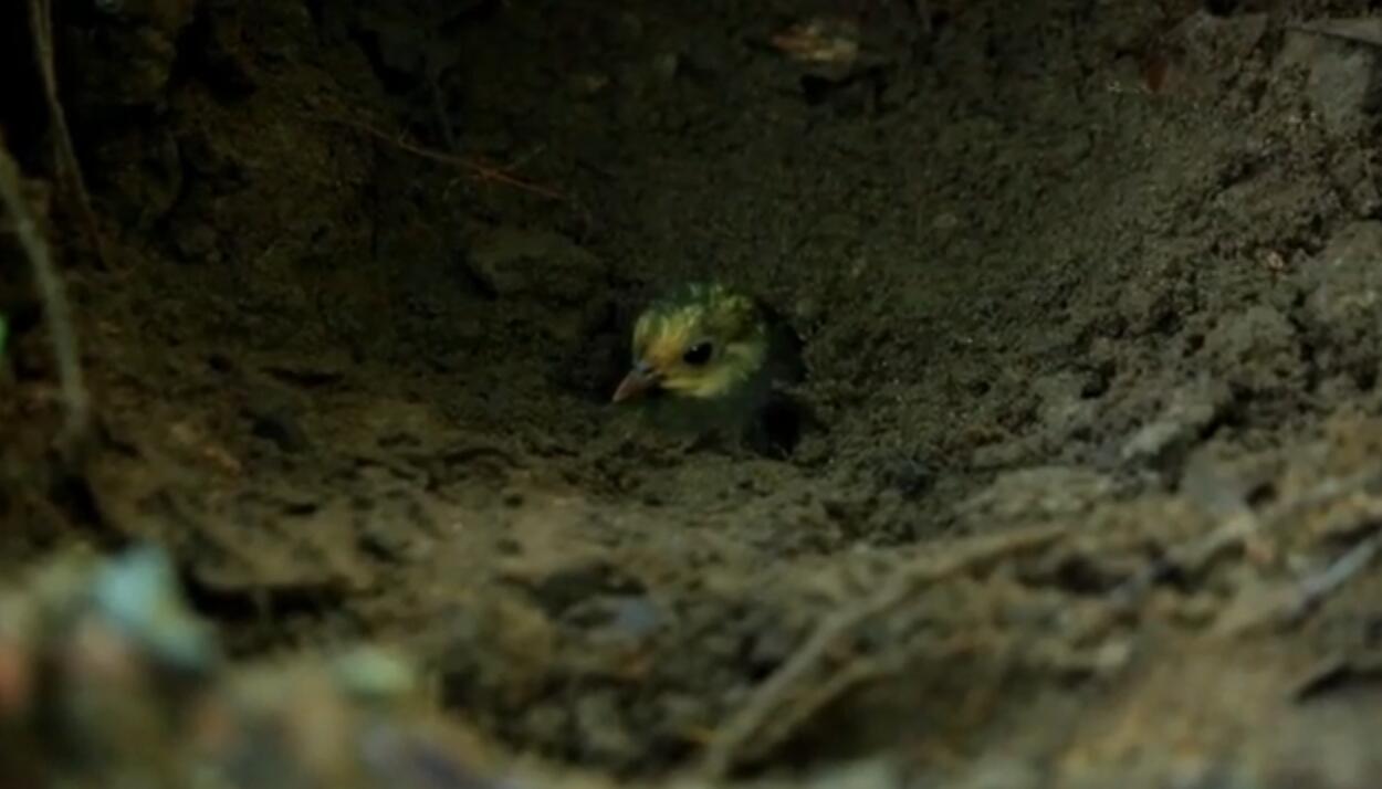 Keunikan Burung Maleo Dijamin Bikin Kalian Takjub