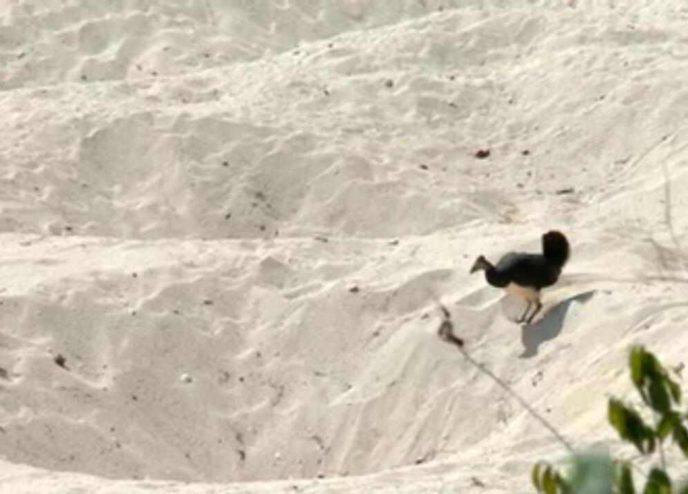 Keunikan Burung Maleo Dijamin Bikin Kalian Takjub