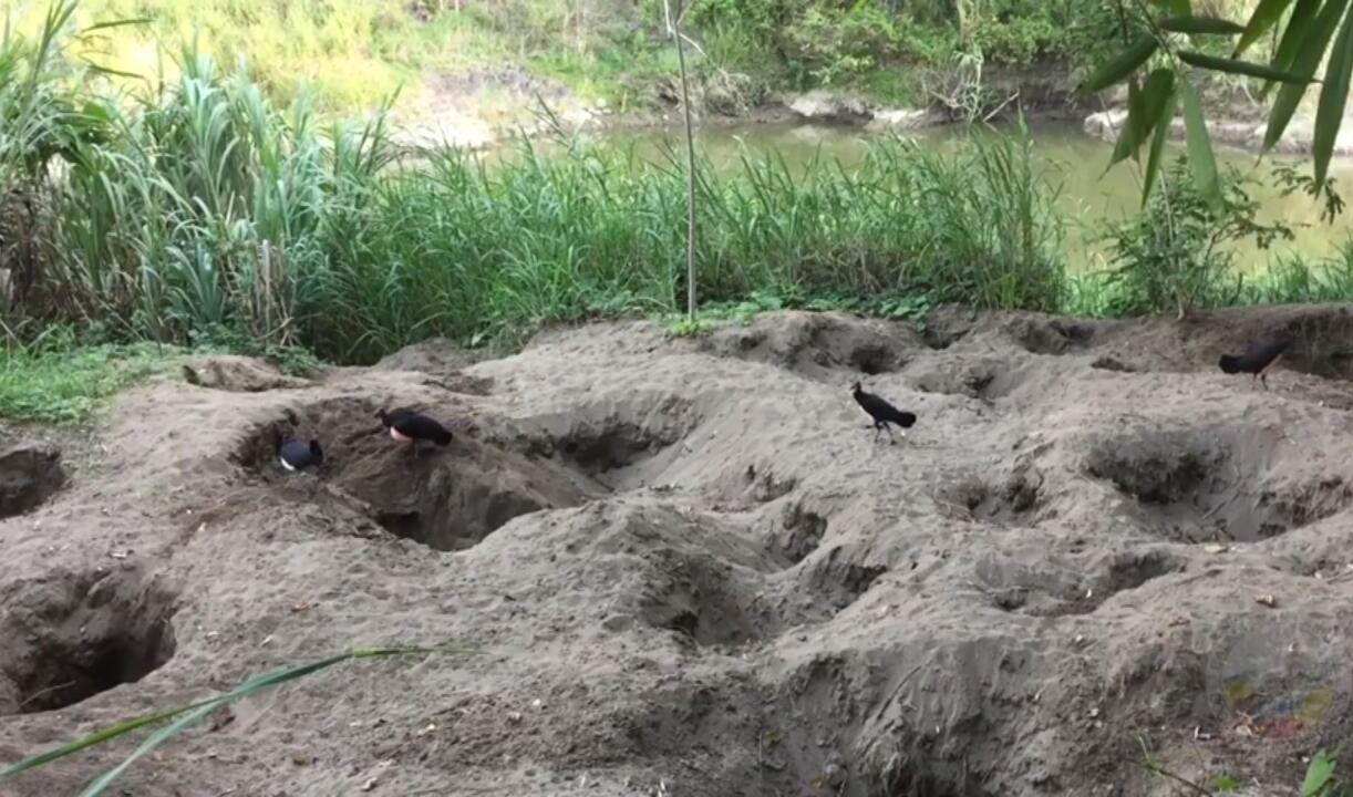 Keunikan Burung Maleo Dijamin Bikin Kalian Takjub