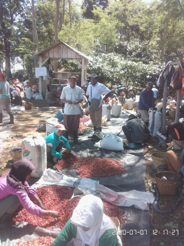 Hari ini PTPN Kayumas Panen Raya Komoditi Ekspornya