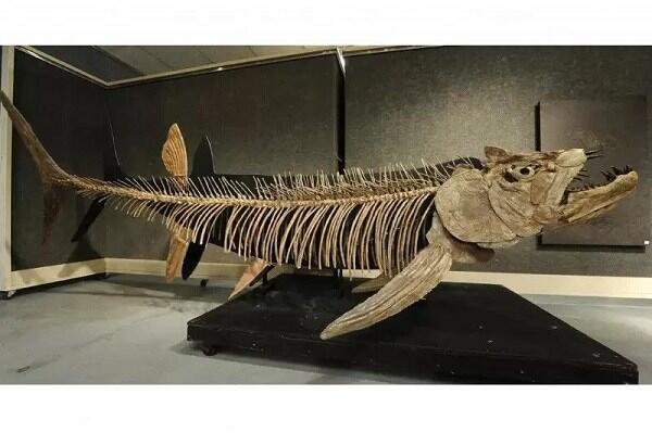 Ini Penampakan Fosil Ikan Karnivora Raksasa Berusia 70 Tahun