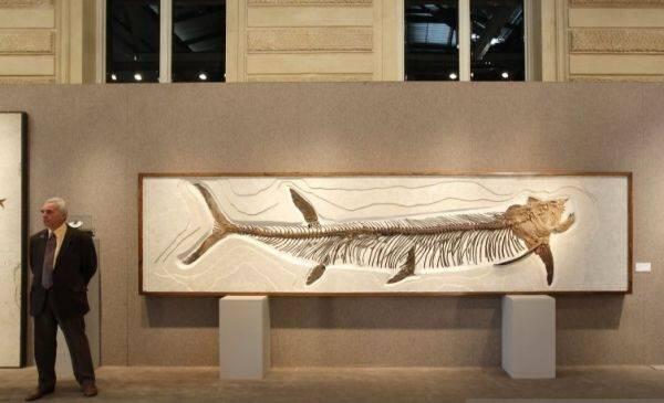 Ini Penampakan Fosil Ikan Karnivora Raksasa Berusia 70 Tahun