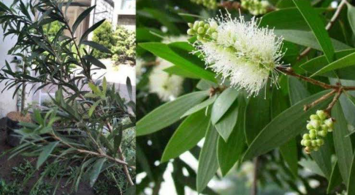Mengenal Lebih Jauh Eucalyptus, yang Viral Akhir-Akhir Ini Sebagai Antivirus Covid-19