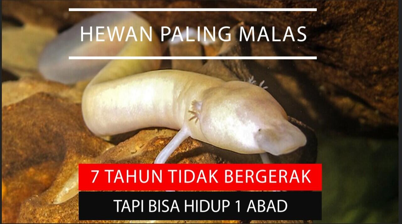 Hewan Paling Malas Di Dunia