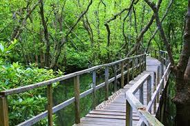 &#91;Coc Reg. Karawang&#93; Mengenal Hutan Mangrove Di Karawang