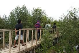 &#91;Coc Reg. Karawang&#93; Mengenal Hutan Mangrove Di Karawang