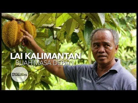 Buah Lai Rasanya Lebih Enak Dari Durian