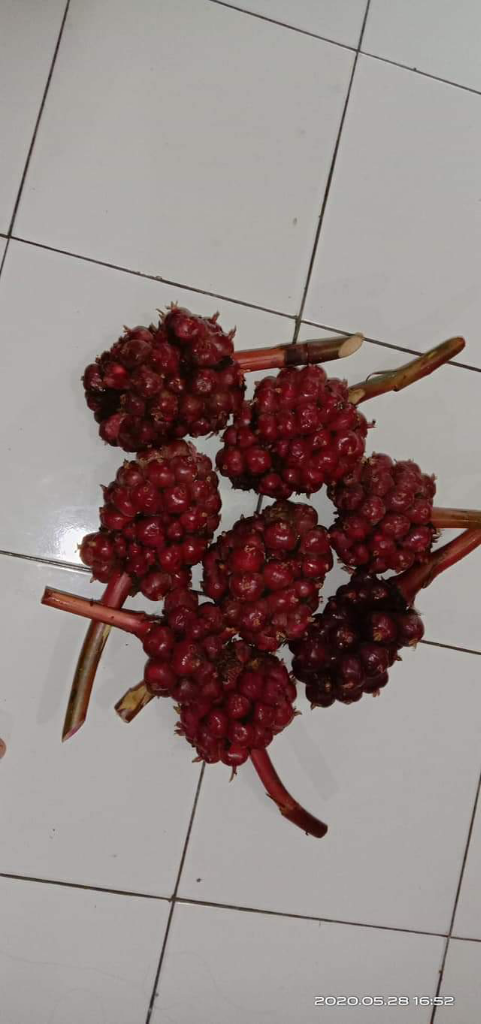 Meski Masam, Nyatanya Keempat Buah Ini Masih Banyak Diminati, Apa Saja Itu?