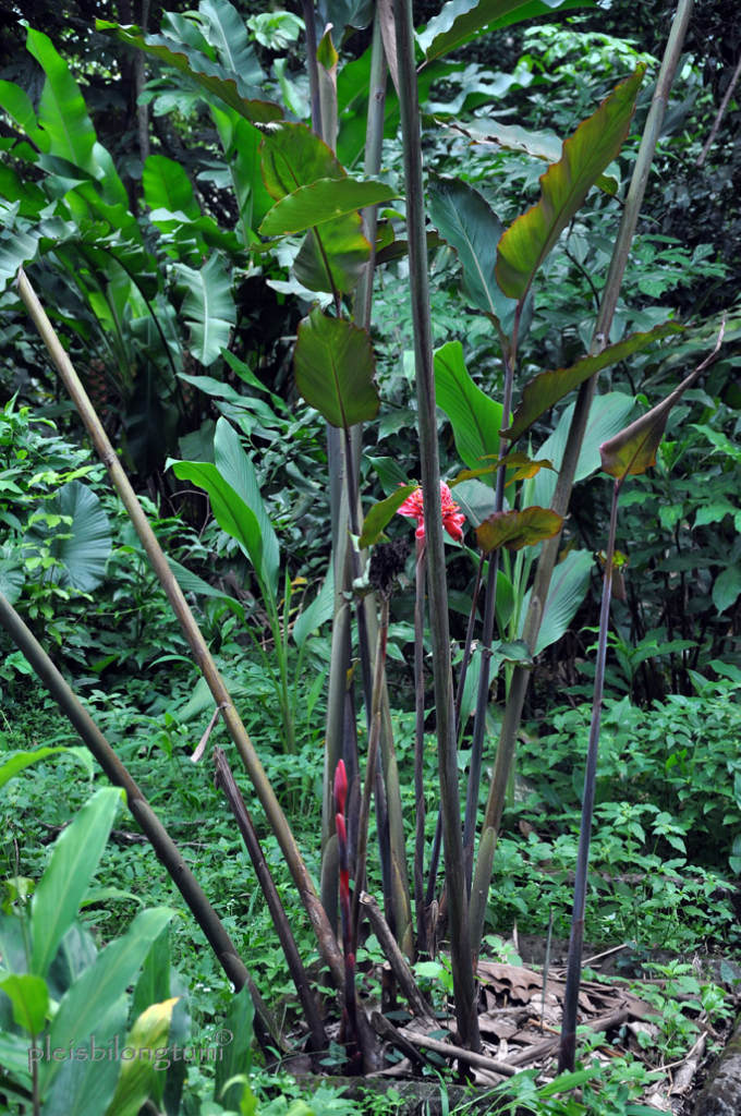 Meski Masam, Nyatanya Keempat Buah Ini Masih Banyak Diminati, Apa Saja Itu?