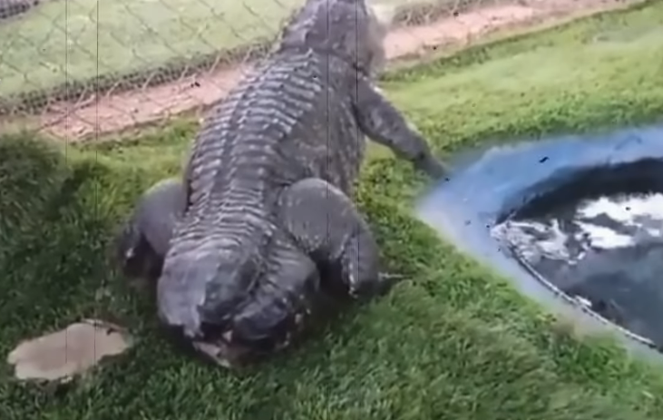 Buaya Ini Kehilangan Ekornya Karna Manusia, Bikin Terharu Melihatnya