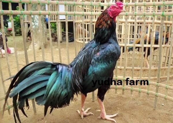 &#91;Coc Reg. Karawang&#93; Hampir Punah. Ayam Ciparage, Ayam Legendaris Asli Karawang