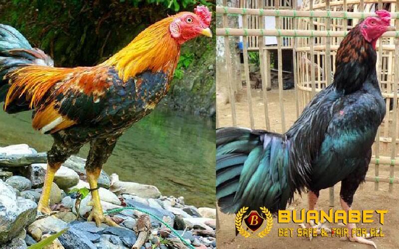 Ayam Ciparage Hewan Mitos Asal Pesisir Karawang