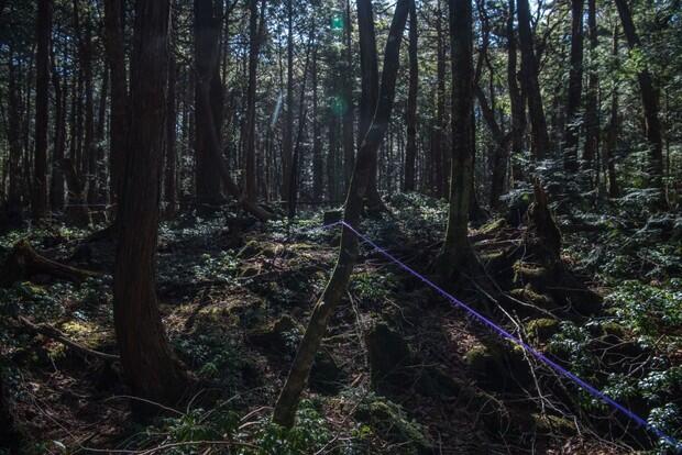 Aokigahara, Hutan Bunuh Diri Di Jepang!