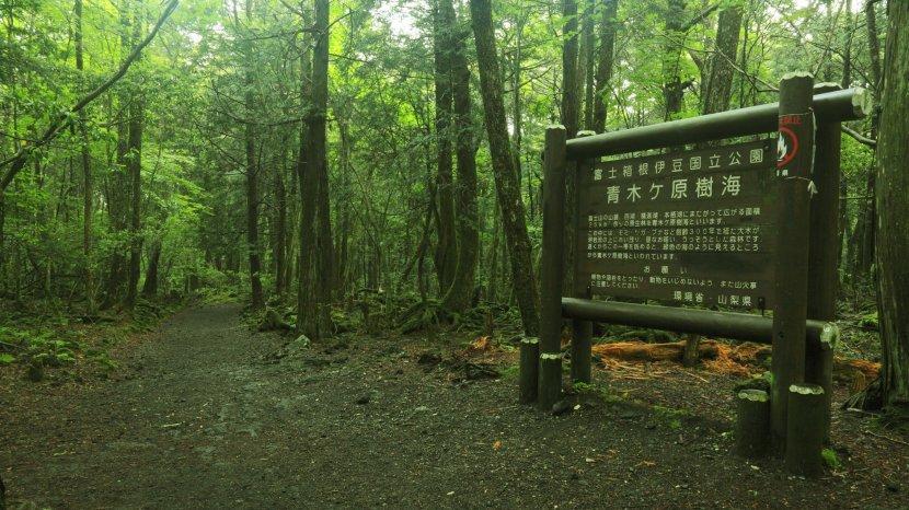 Aokigahara, Hutan Bunuh Diri Di Jepang!