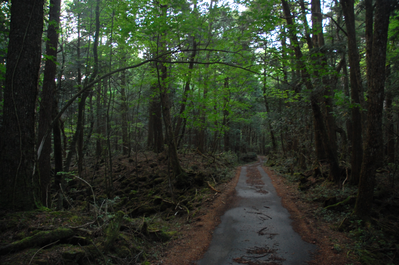 Aokigahara, Hutan Bunuh Diri Di Jepang!