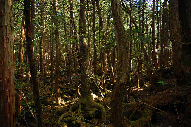 Aokigahara, Hutan Bunuh Diri Di Jepang!