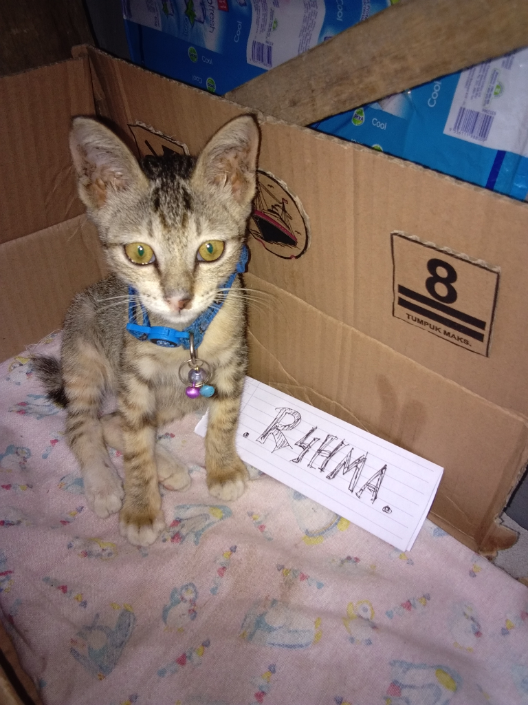 DIY Life Hack Bikin Kandang Kucing Sederhana