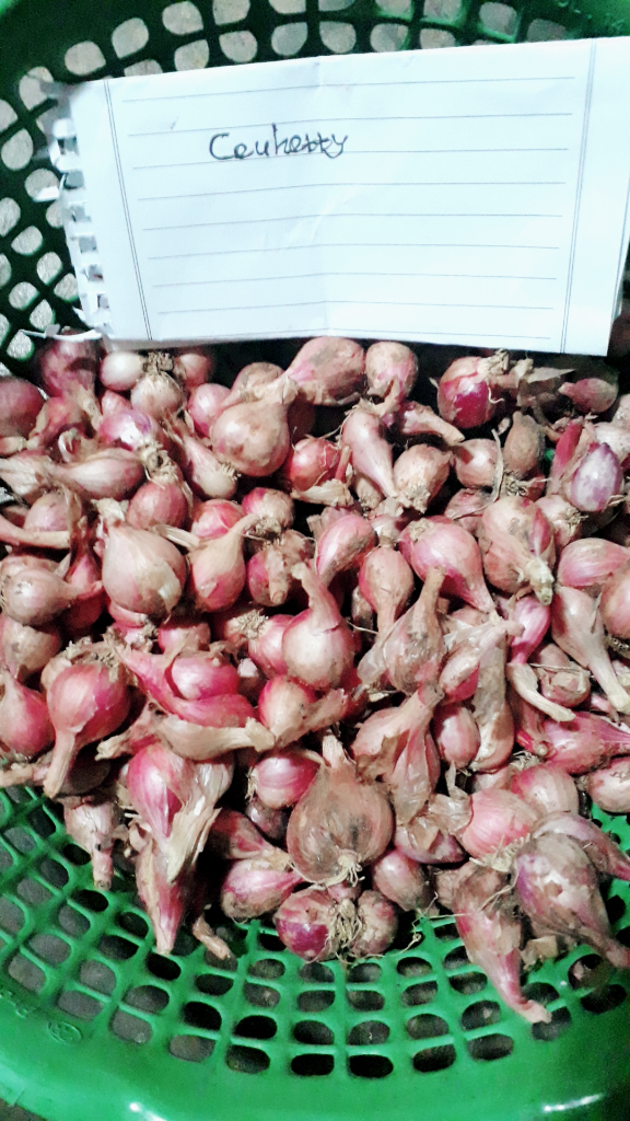 Freezer, Solusi Tepat Saat Mengiris Bawang Agar Mata Tidak Pedih