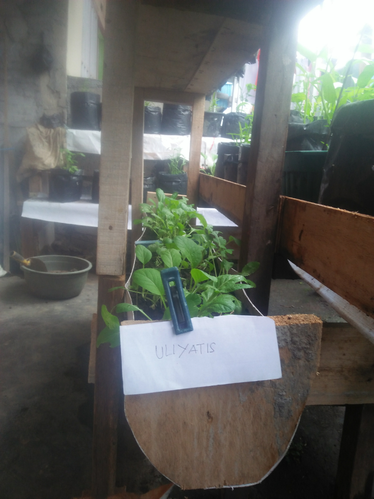 Memanfaatkan Botol Mineral dan Talang Air Bekas Sebagai Wadah Tanam