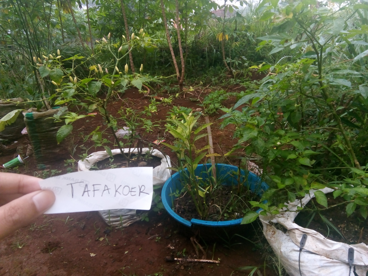 Memanfaatkan Limbah Rumah Tangga Untuk Media Pot Tanaman Sayuran